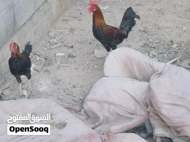 ديوجه كويتي لبيع