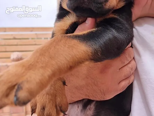 جراوي روت وايلر 42يوم مطعمين ثنائي وخماسي بالبديجري الأب كلاشينكوف M.T.A الأم سويمي بنت كيلر M.T.A
