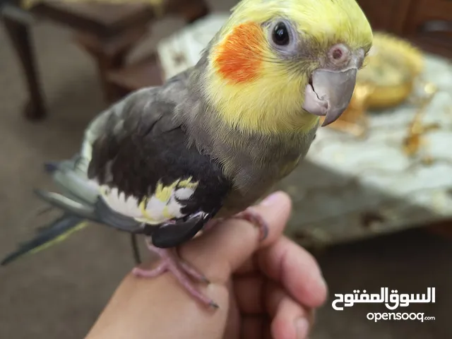 ذكر كوكتيل متكلم اليف زق يدوي بسم الله ما شاء الله .................................................