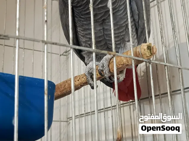 كاسكو للبيع