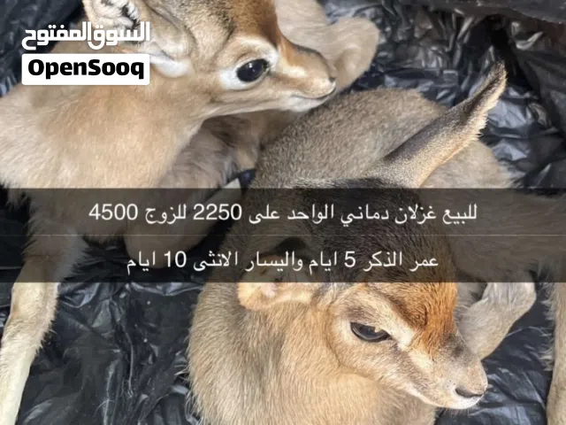 غزال الدماني للبيع