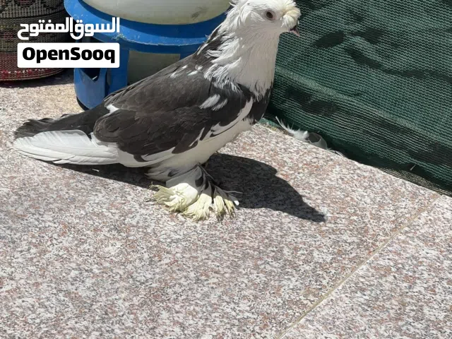 السلام عليكم تك طير للبيع او مراوس