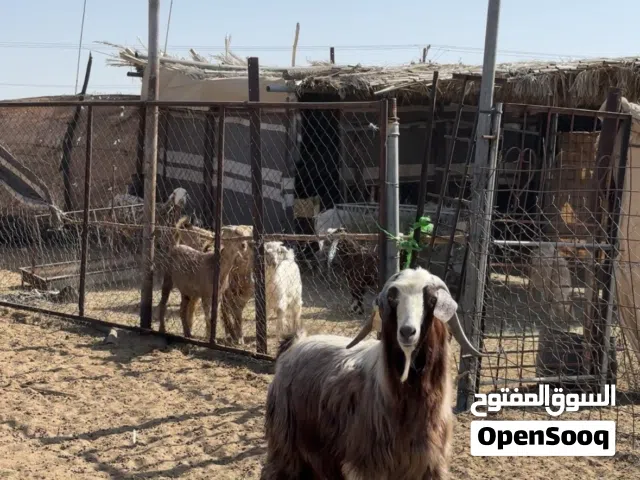 تيس فحل سعيدي هديد