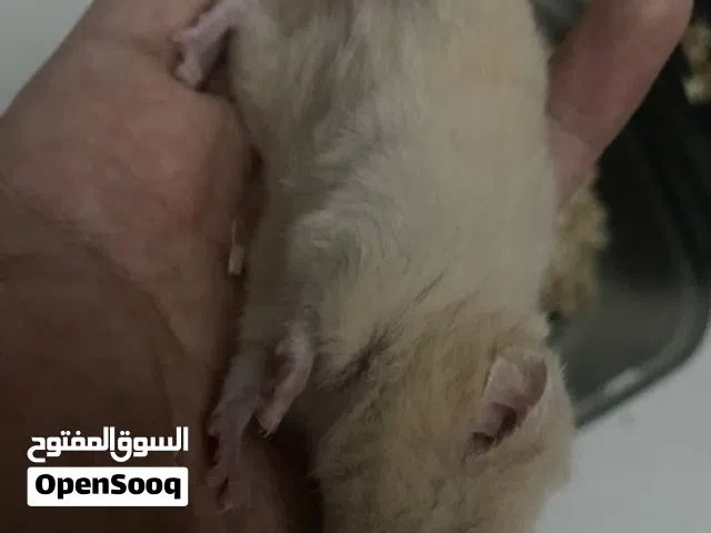 هامستر سوري أليف ما يعض