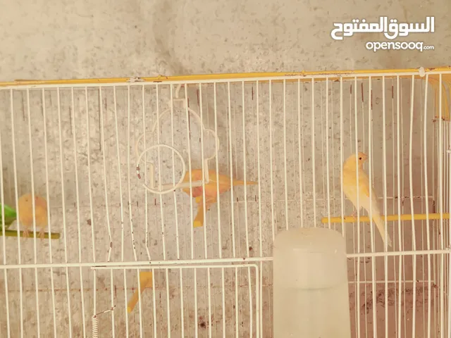 عصافير وحمام للبيع بلدي