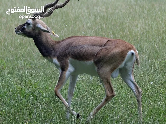 غزال البلاك باك الرائع