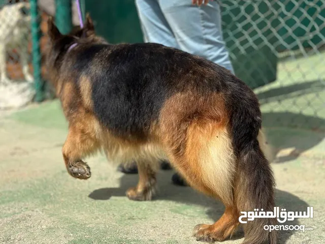 German shepherd dog