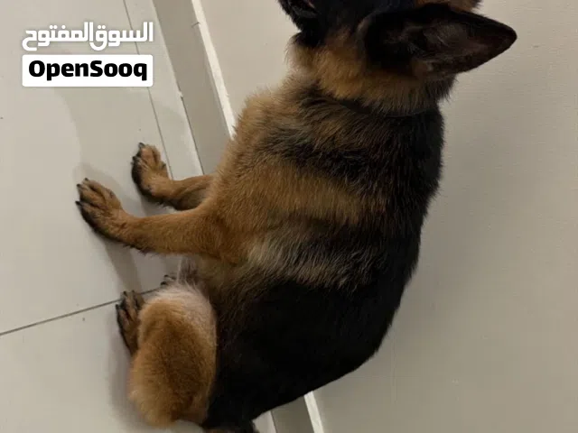 كلب German Shepherd