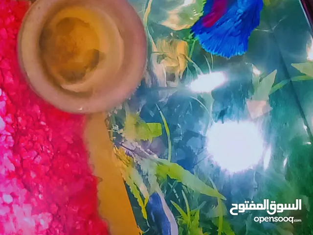 سمكه فايتر مع حوض بسعر نار