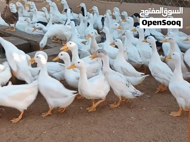 للبيع بط محلي بالجمله