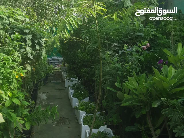 مشتل الريم للزراعه