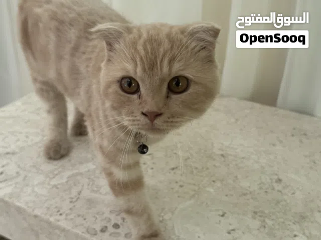 قطو سكوتش فولد ذكر متعود على التر بوكس وله جوازه