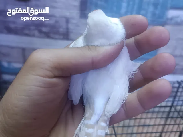 زوج فنجس سوبر جامبو حجم قوي