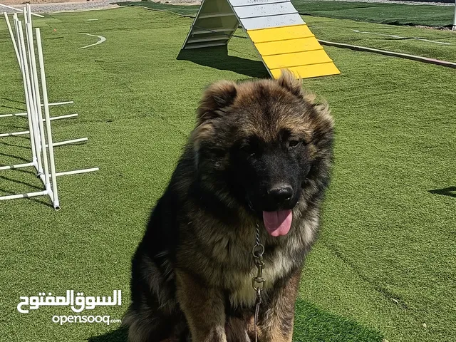 Ayman dogs trainer