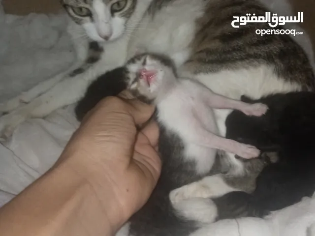 قطة ولدت للبيع هي وأولادها الغار