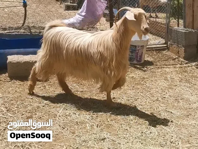 اغنام عمانيه بمختلف الأنواع الاسعار مختلفه