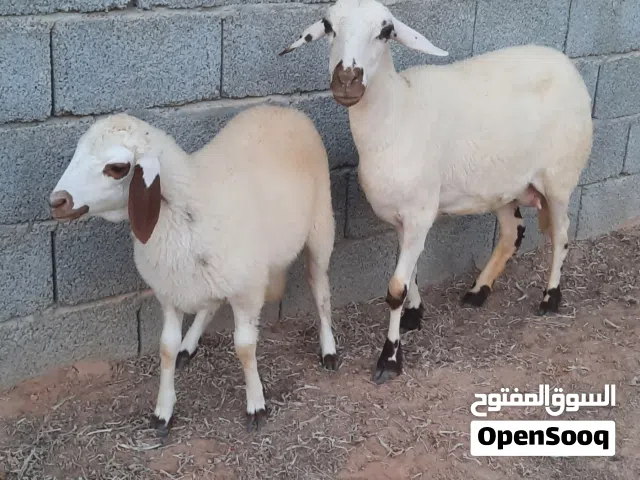 4 نعجات صغار