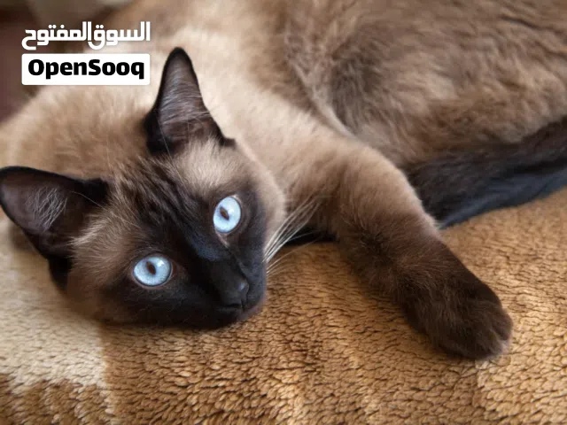 قطة سيامي للبيع