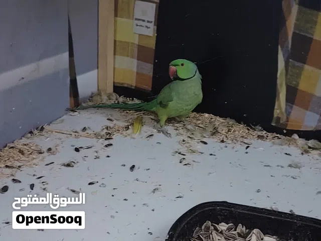 فحل دره هندي طالب تزاوج انظر للوصف