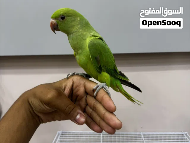 ببغاء الدره للبيع