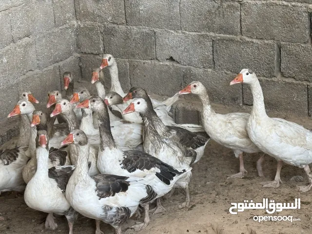 وز للبيع 19طرف