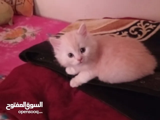 مشمش قمة الشقاوة وحب اللعب