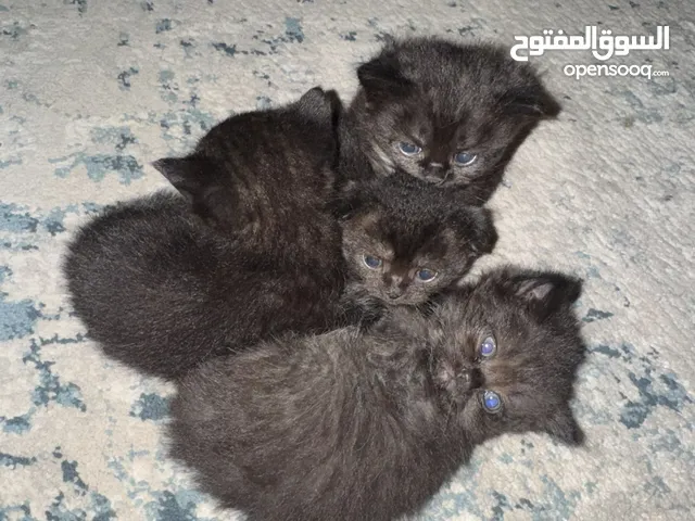 3 Kittens Scottish fold and Black Siamese