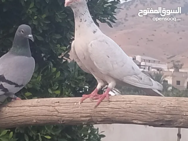 حمام شغال ميه ميه