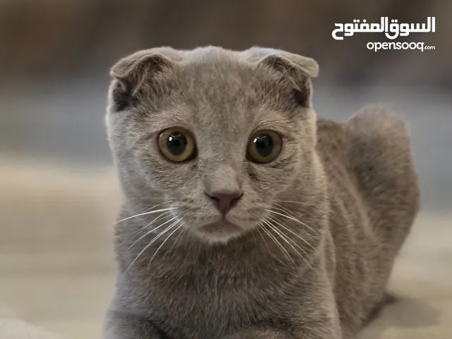Adorable Scottish Fold Grey Kitten