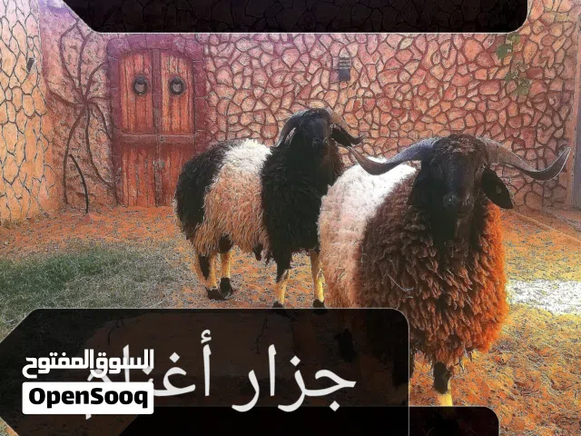 جزار   أغنام