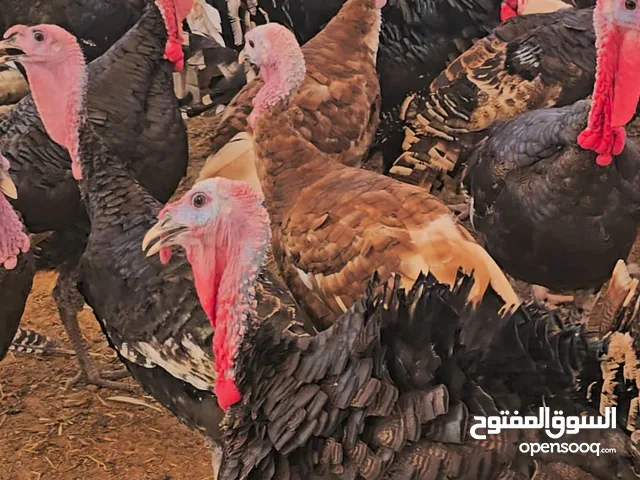 ديك رومي طبيعي للبيع من مزارعنا مباشرة