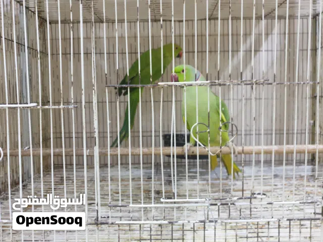 Healthy Indian Ringneck Pair with Cage for Sale!