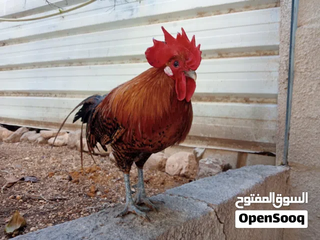 ديك بلدي فيومي