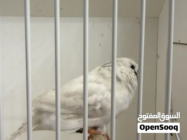 للبيع نثية زيبرا فينشي من طفرة اللايت باك
