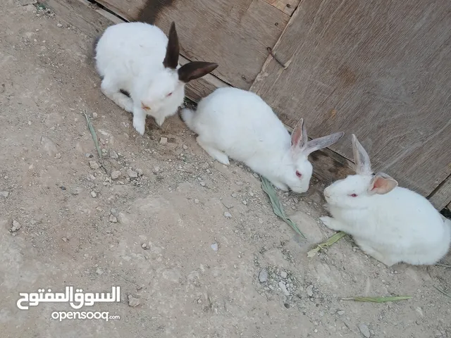 طقم ارانب فرنسي انثيتين عشار واضح وذكر صحه ونضافه ماشاء الله