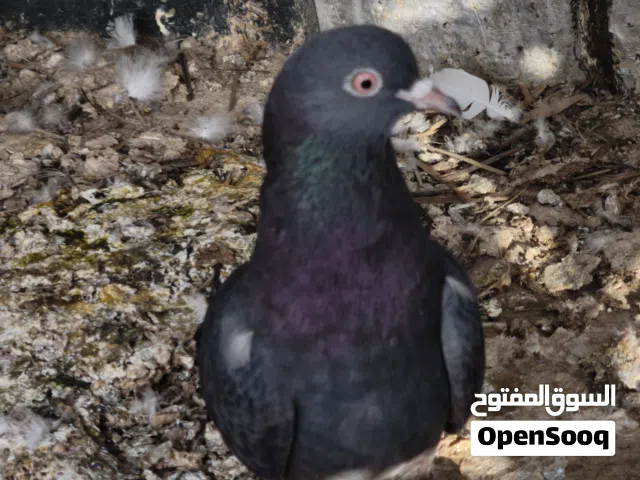 طيور صيد لوت طيرة محجله وطير ليوم صدته مكاني ابو الخصيب العوجه التفاصيل كاملة بلوصف