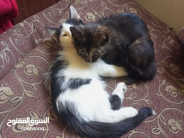 قطط كيتين للتبني