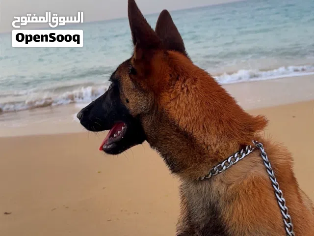 كلابه ملينوا للبيع