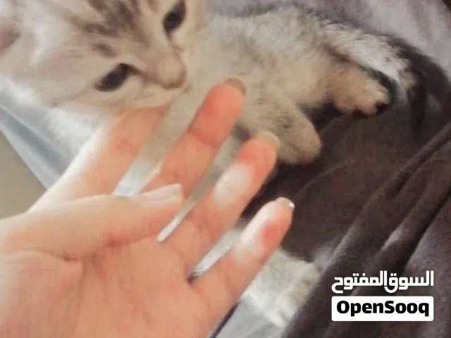 قطط هملايا للبيع