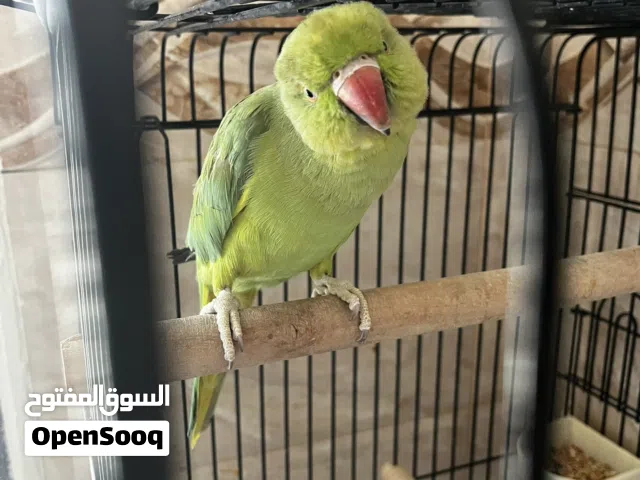 بيع ببغاتين دره خضراء
