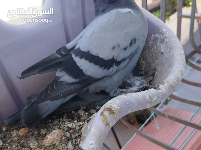زوج حمام زاجل