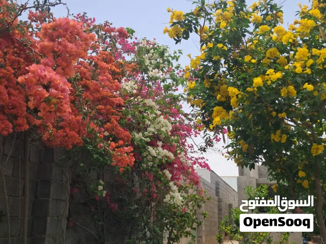 محلات على الرئيسي جهة جزيرة الكماليات باب العزيزيه الارض 132 متر واجهتين السعر مليون و 600