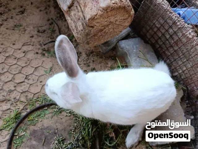 ارانب للبيع