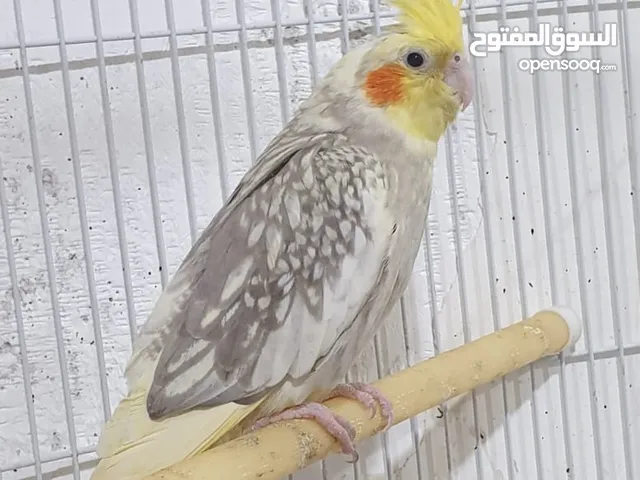طيور كوكتيل للبيع الطيرين سويا سعر 30 وبي مجال