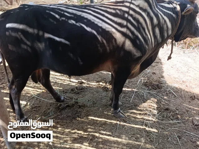 ثور عماني للبيع