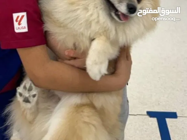 كلاب بمرنين بيور حجم صغير مدربين مطعمين لونج هير يحبو الاطفال يوجد ام منتجه وذكر وانثى و جرو صغير