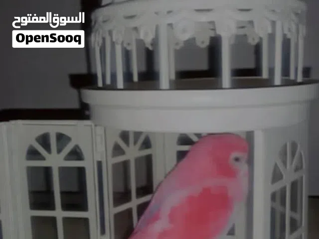 عصفور مروض ترويض تمام صحه ونضافه ولون ربي يبارك ومعا الشراي منقصروش