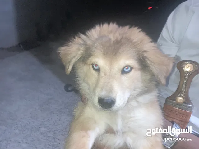 كلبه هاسكي غير مهجنه عيون زرق