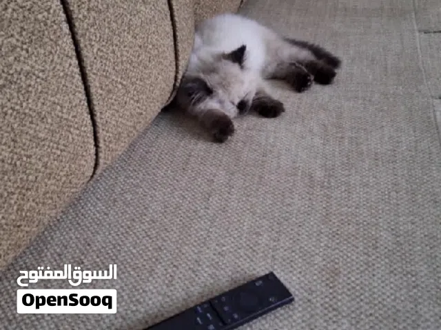 قط همالايا