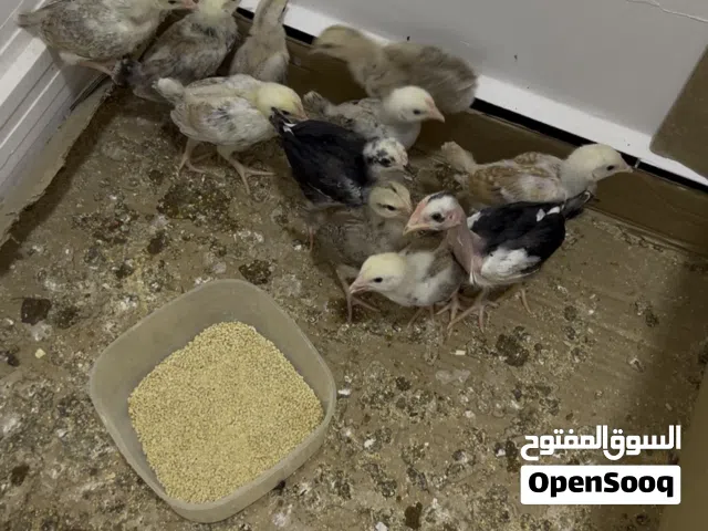 متاح كتاكيت دندراوي اقرأ الوصف